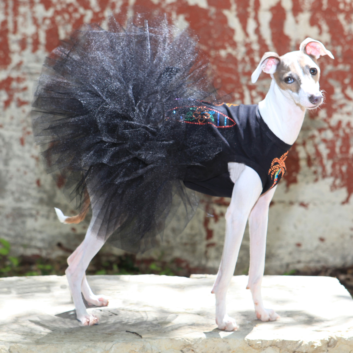 Wholesale designer dog clothes, tshirts, harness vests & leather