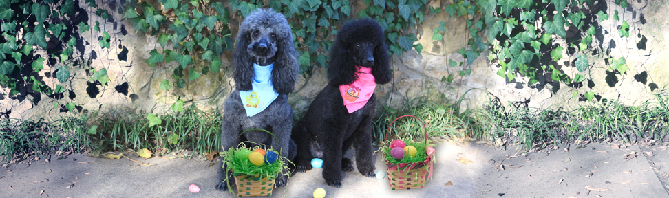 easter-bandannas-copy-copy-copy.jpg